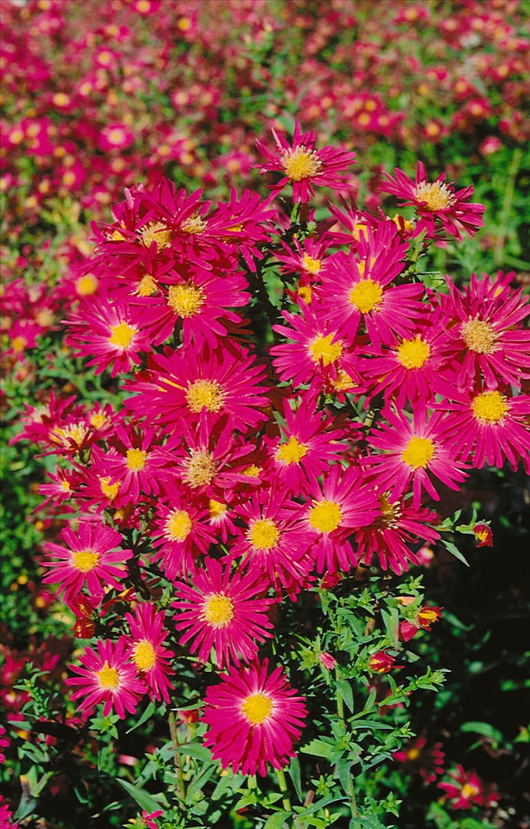 Aster novi-belgii Crimson Brocade