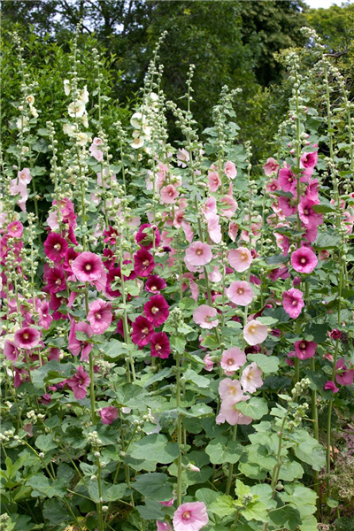 Alcea rosea