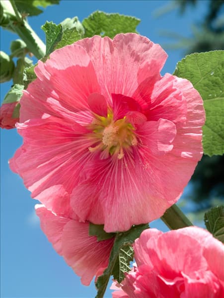Alcea rosea