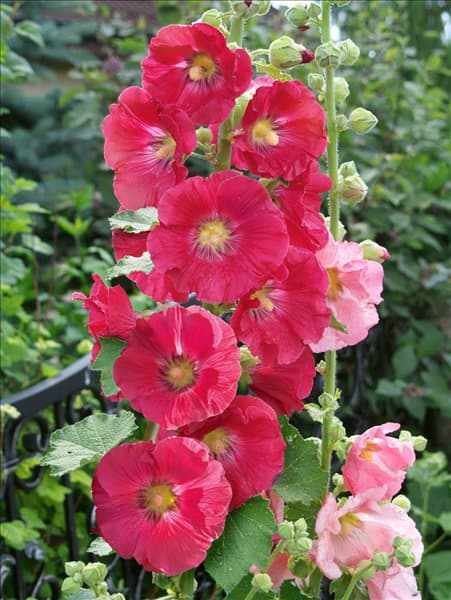 Alcea rosea