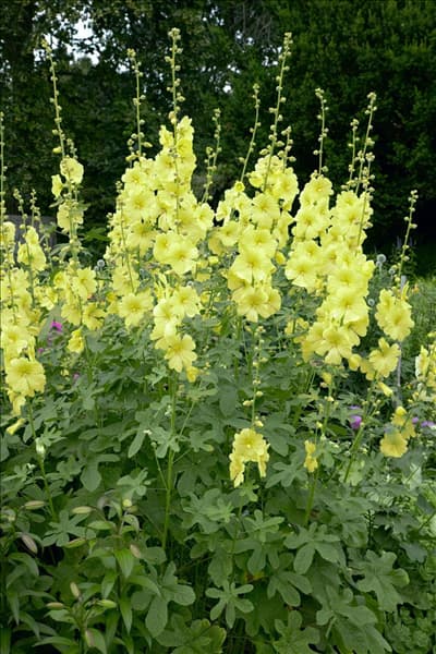 Alcea rosea