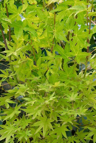 Acer shirasawanum Jordan