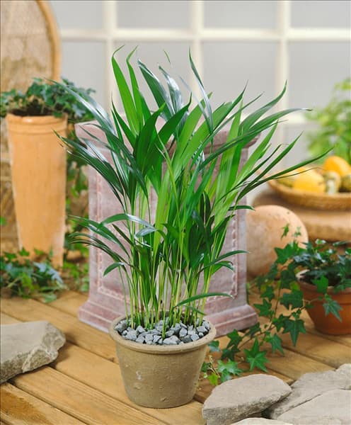 Areca catechu
