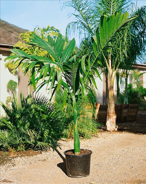 Areca catechu