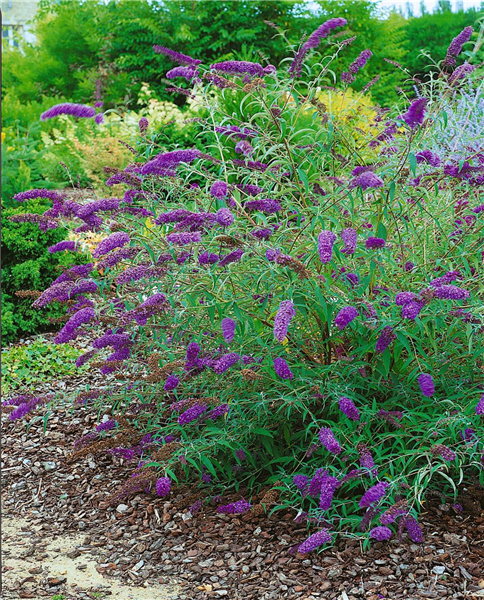 Buddleja davidii Nanho Blue