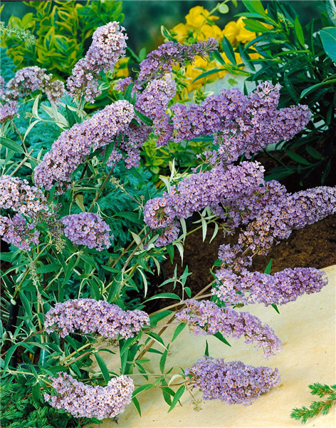 Buddleja davidii Nanho Blue