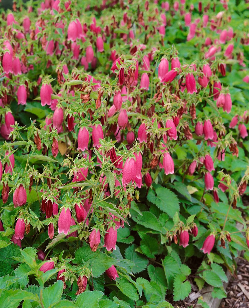 Campanula punctata Cherry Bells