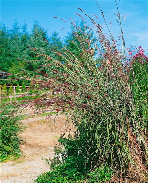 ANDROPOGON GERARDII