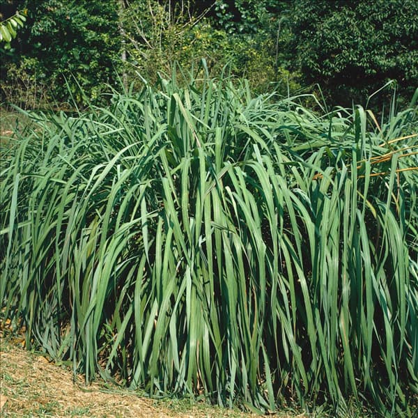 ANDROPOGON GERARDII