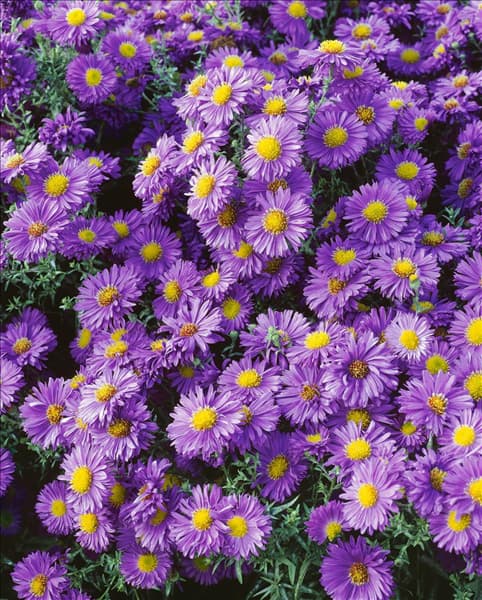 Aster novi-belgii Eventide