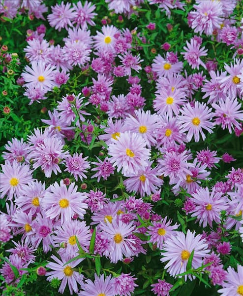 Aster novi-belgii Eventide