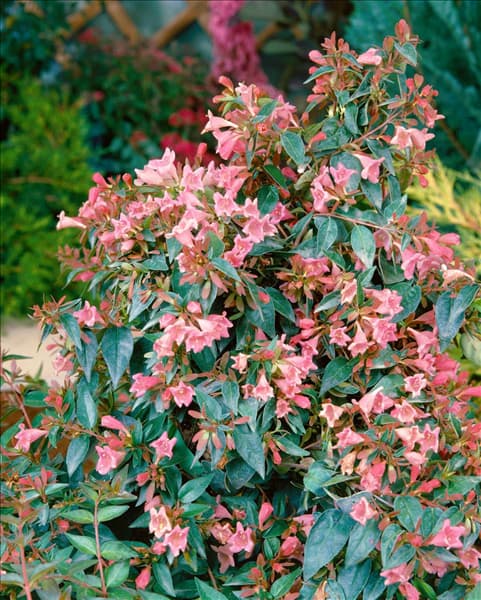 Abelia Edward Goucher