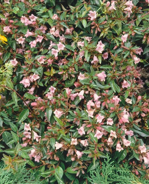 Abelia Edward Goucher