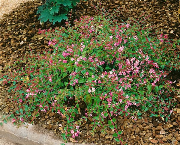 Abelia Edward Goucher