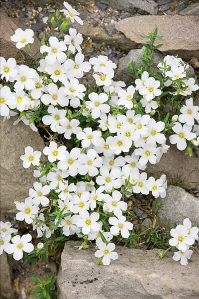 Arenaria montana