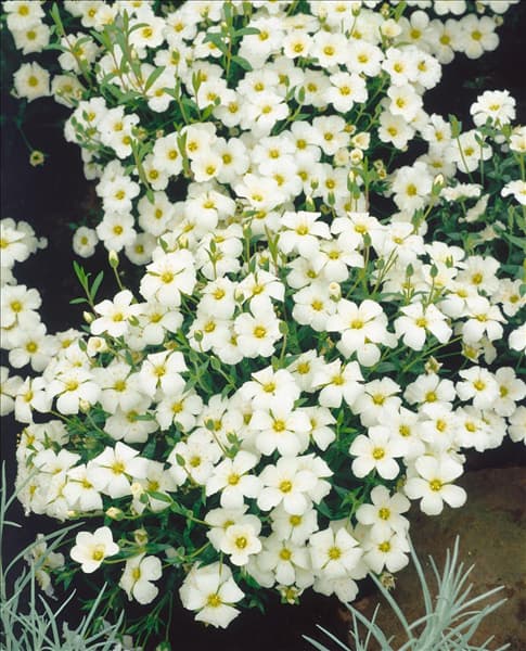 Arenaria montana