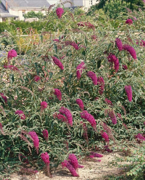 Buddleja davidii Nanho Purple
