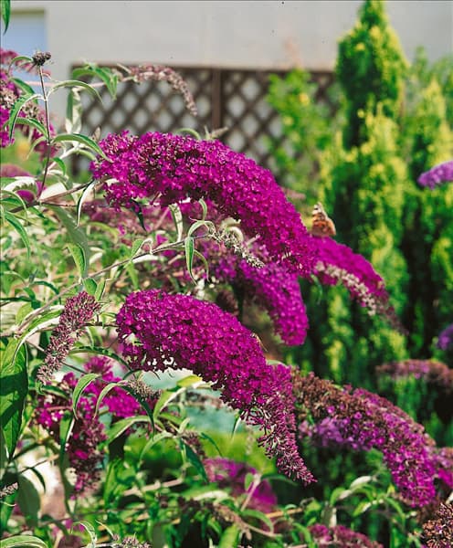 Buddleja davidii Nanho Purple