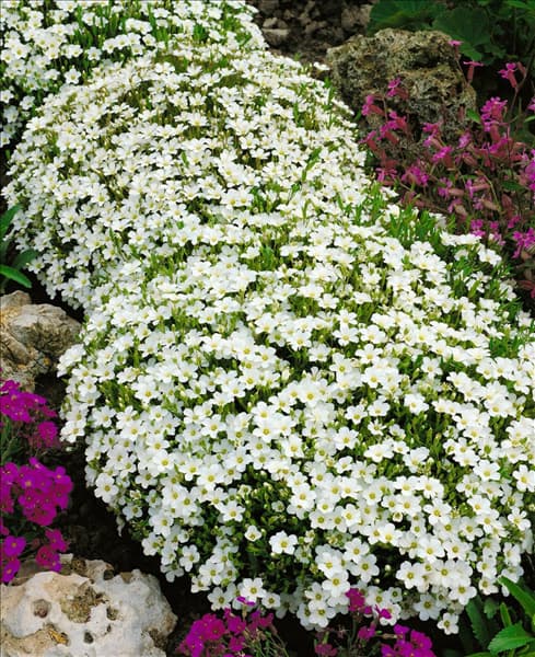 ARENARIA MONTANA SANDWORT