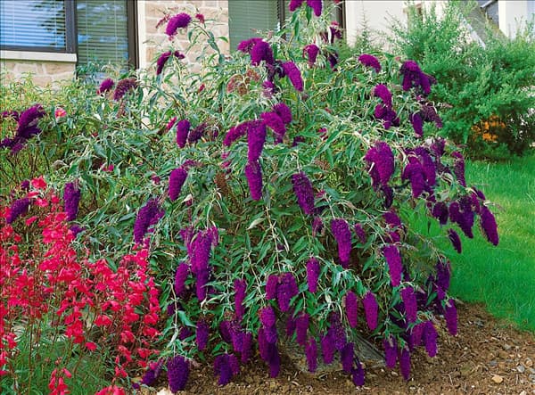 Buddleja davidii Nanho Purple