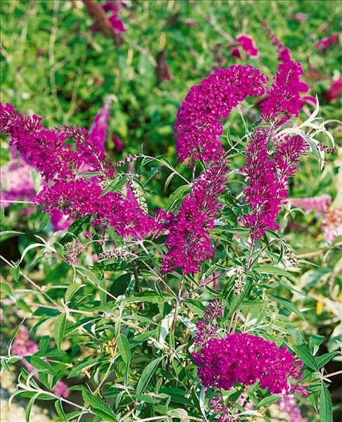 Buddleja davidii Nanho Purple