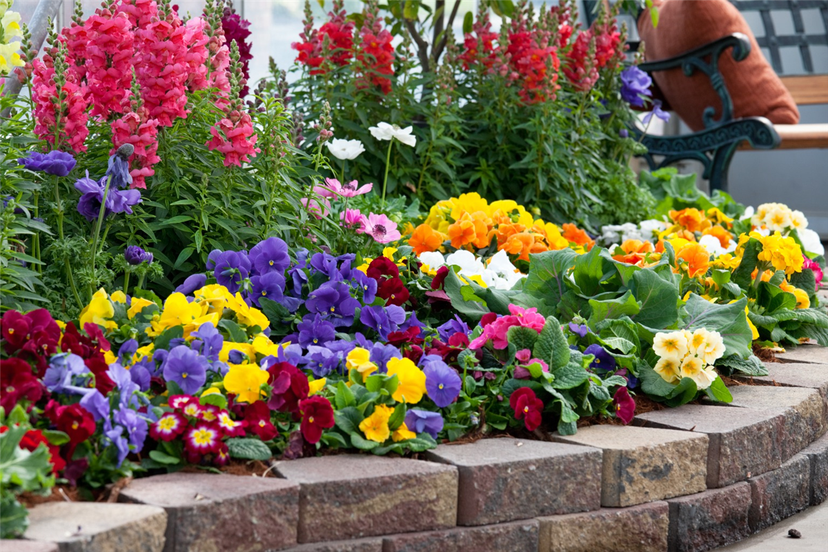 Blumenbeet mit Sommerblumen
