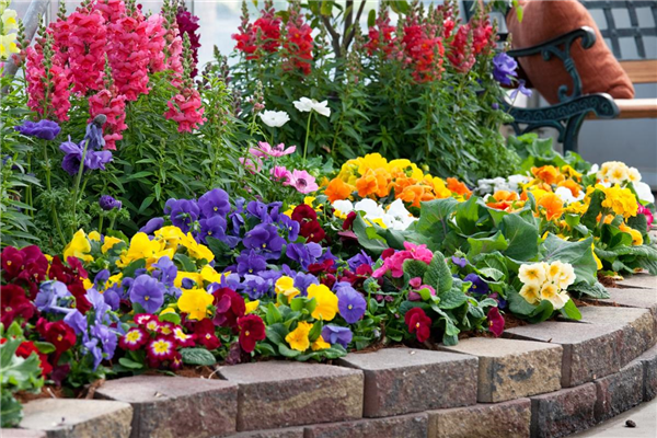 Blumenbeet mit Sommerblumen