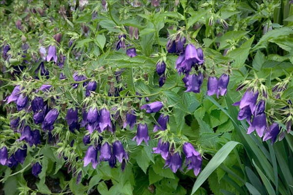 Campanula punctata Kent Belle
