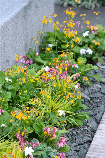 Bepflanzung mit Primula