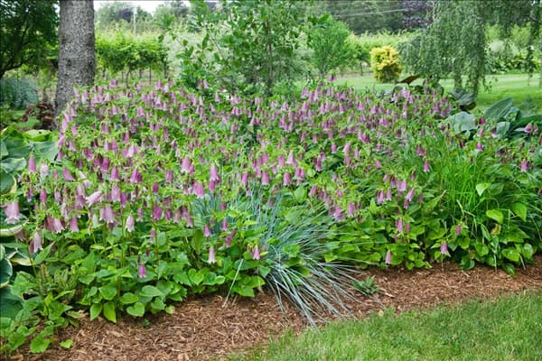Campanula punctata Kent Belle