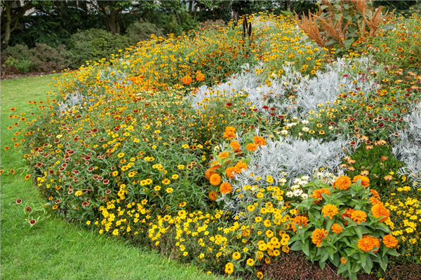 Blumenbeet mit Sommerblumen