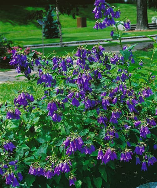 Campanula punctata Kent Belle