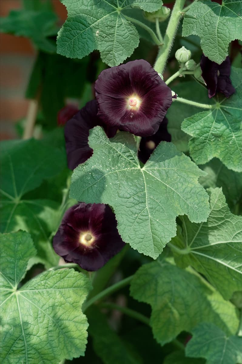 Alcea rosea Nigra