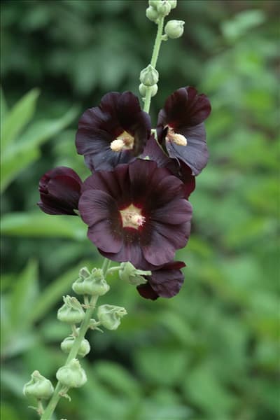 Alcea rosea Nigra