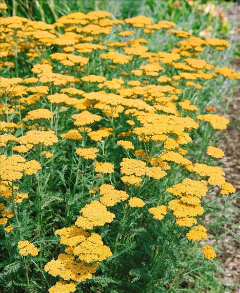 Achillea filipendulina 'Altgold'