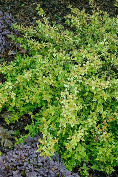 Abelia x grandiflora Kaleidoscope