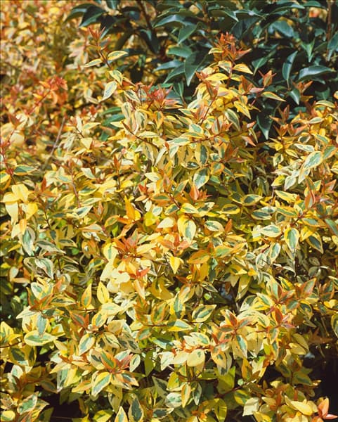 Abelia x grandiflora Kaleidoscope