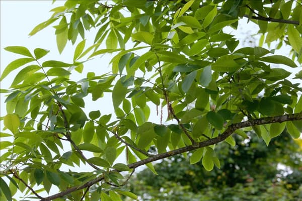Carya ovata