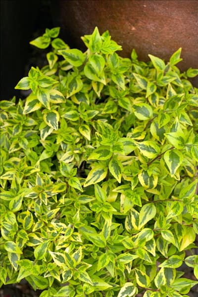 Abelia x grandiflora Kaleidoscope