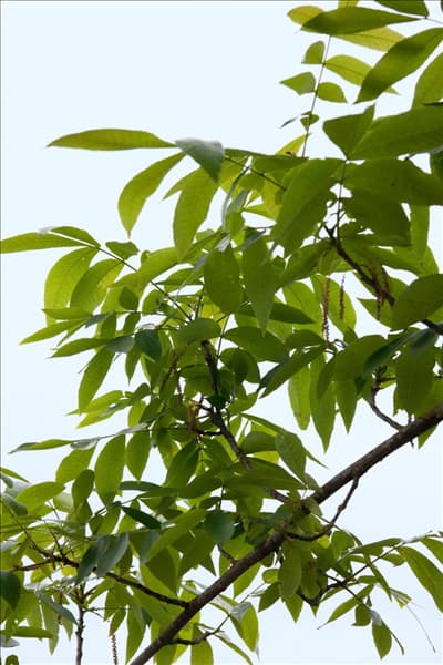 Carya ovata