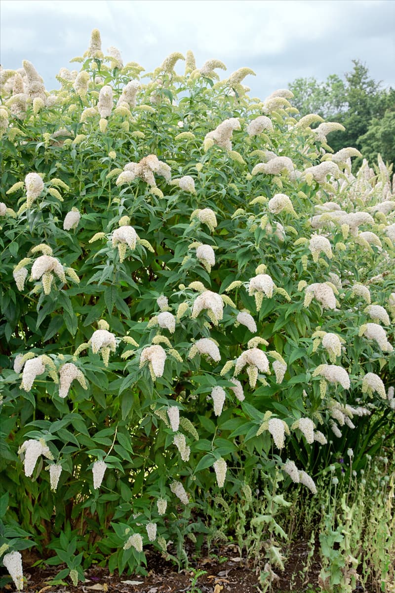 Buddleja davidii White Wings