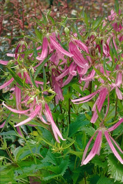Campanula punctata Pink Octopus