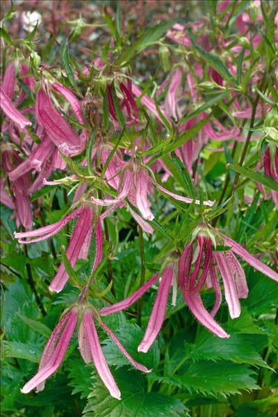 Campanula punctata Pink Octopus