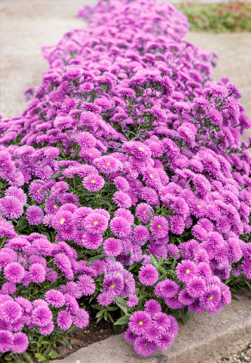 Aster novi-belgii Jean