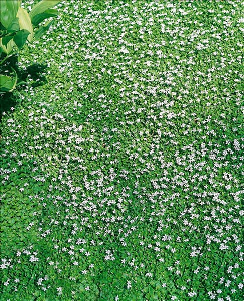 Laurentia fluviatilis