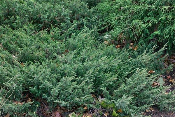 Juniperus communis Hornibrookii