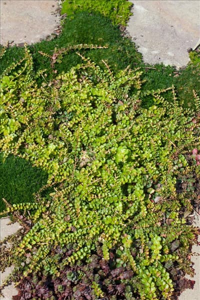Lysimachia nummularia