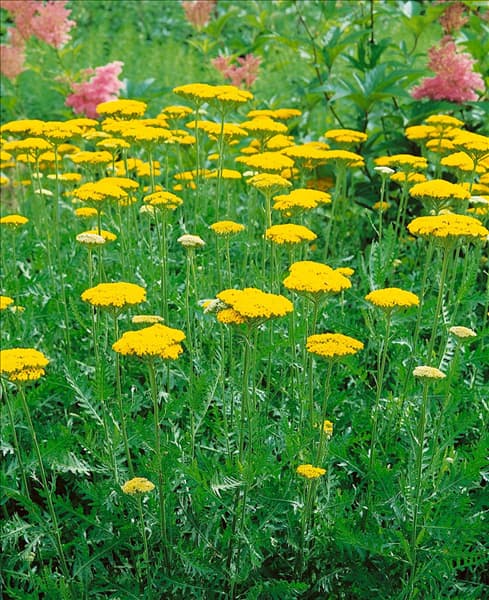 Achillea filipendulina 'Summer Gold'®