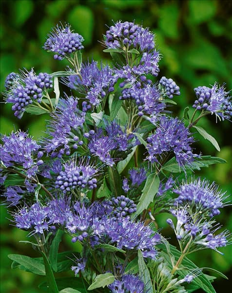 Caryopteris x clandonensis