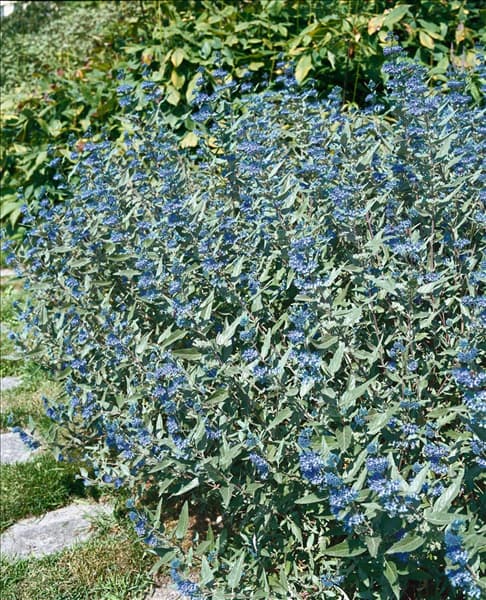 Caryopteris x clandonensis